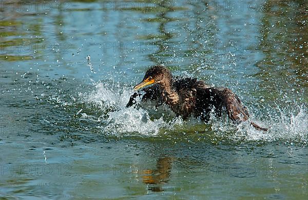 Double-crested Cormorant