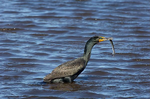 Double-crested Cormorant