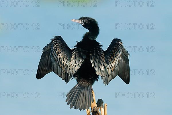 Lesser little cormorant