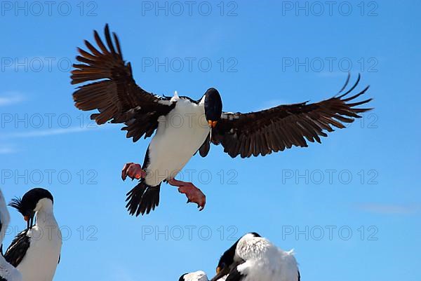 Imperial shag