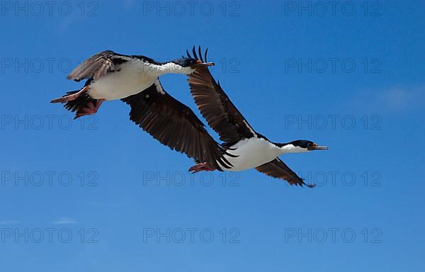 Imperial shag