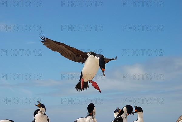 Imperial shag