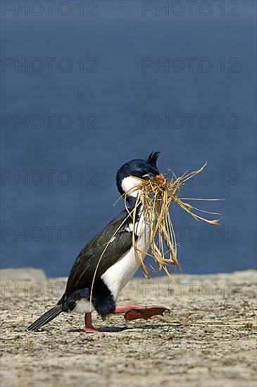 Imperial shag