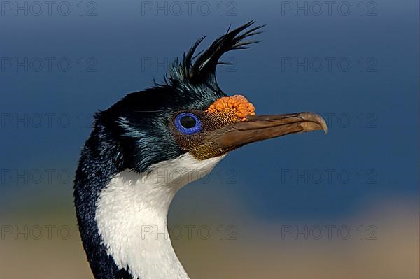 Imperial shag