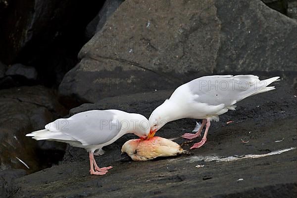 Glaucous Gull