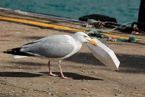 Herring Gull