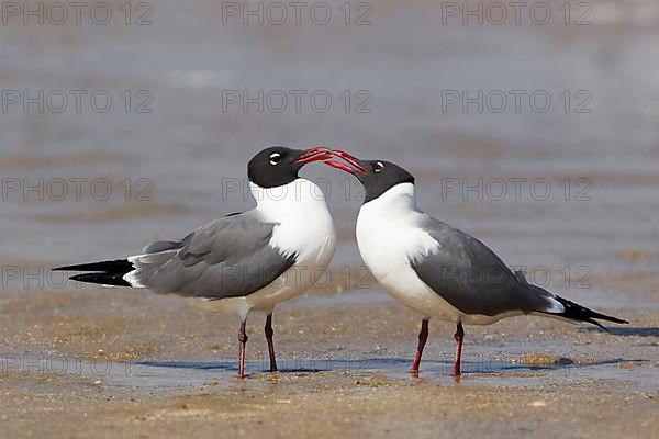 Laughing Gull