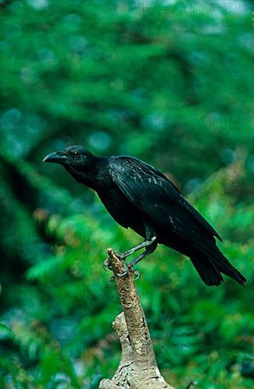 Fan-tailed raven