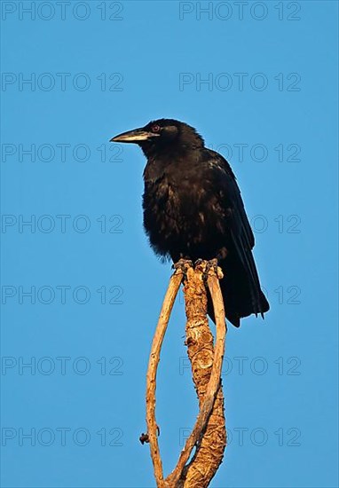 Cuban Crow