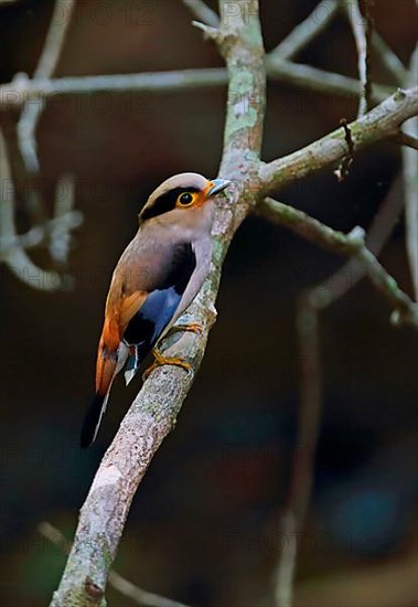 Black-browed Broadbill