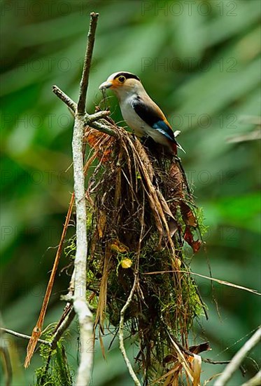 Adult silver-breasted broadbill