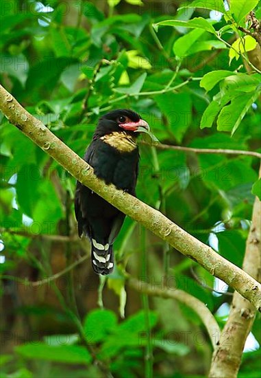 Brown-throated Broadbill