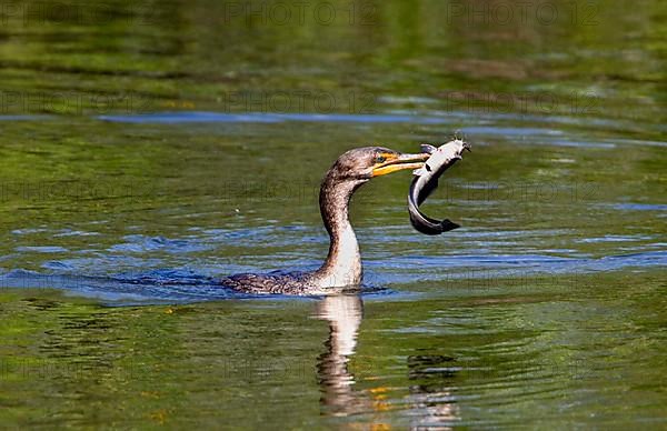 Double-crested cormorant