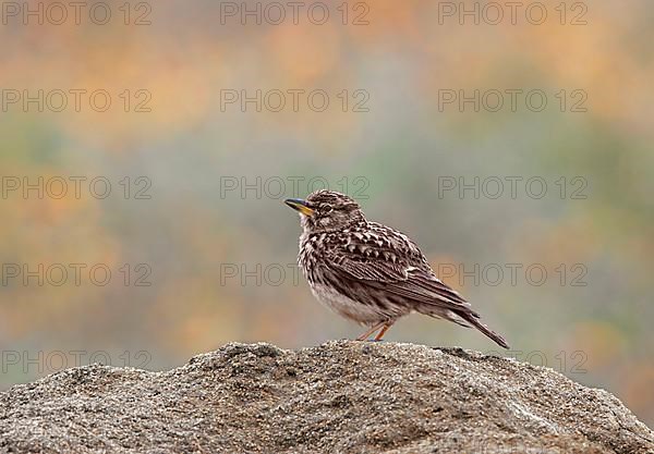 Cape clapper lark