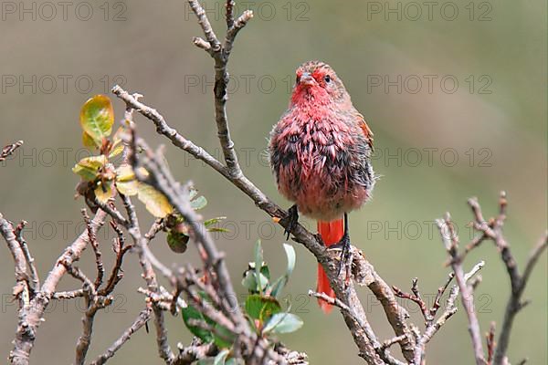 Pink-tailed Bunting