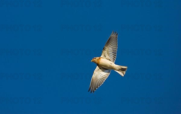 Snow Bunting