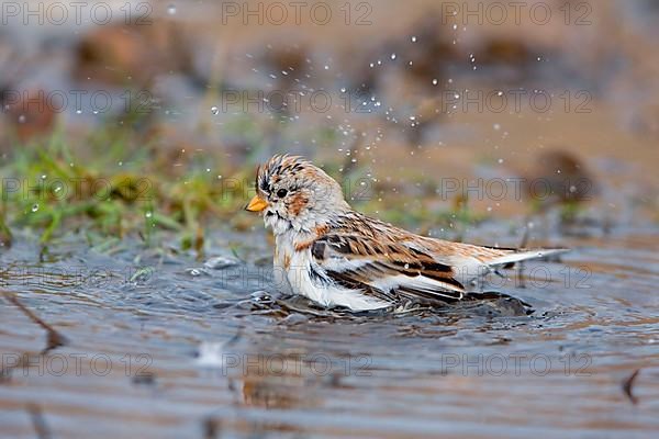 Snow bunting