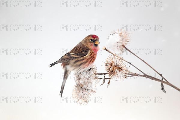 Lesser lesser redpoll