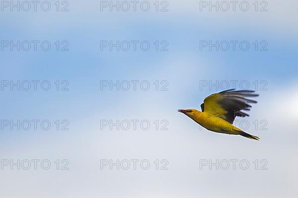 Eurasian golden oriole