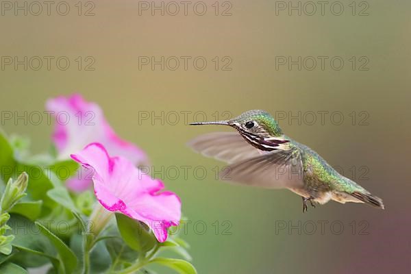 Calliope Hummingbird