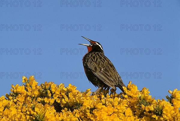 Long-tailed meadowlarks