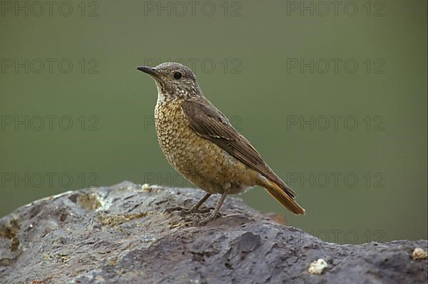 Common rock thrush