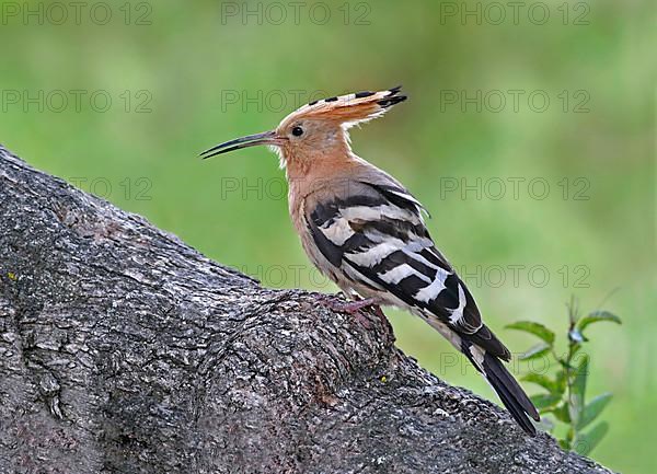 Hoopoe