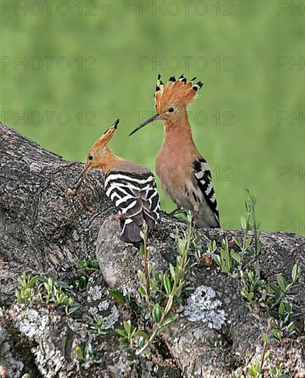 Hoopoe