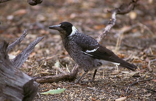 Australian Magpie