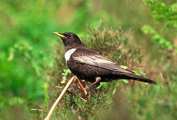 Ring ouzels