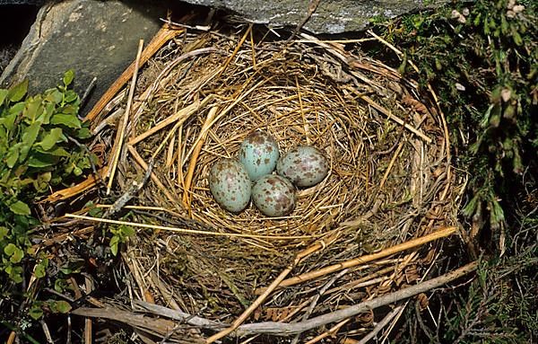 Ring ouzels