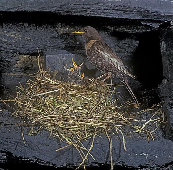 Ring ouzel