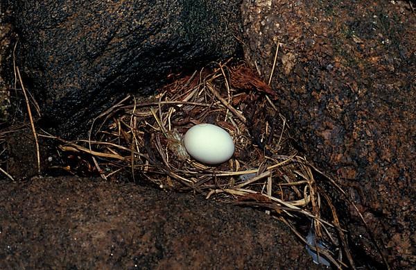 Storm Petrel