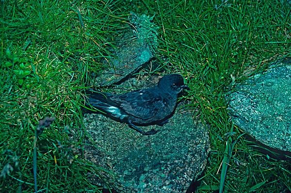 Storm Petrel