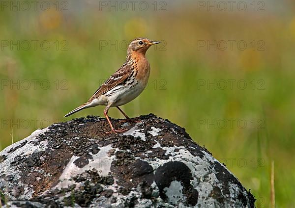 Red-throated pipit