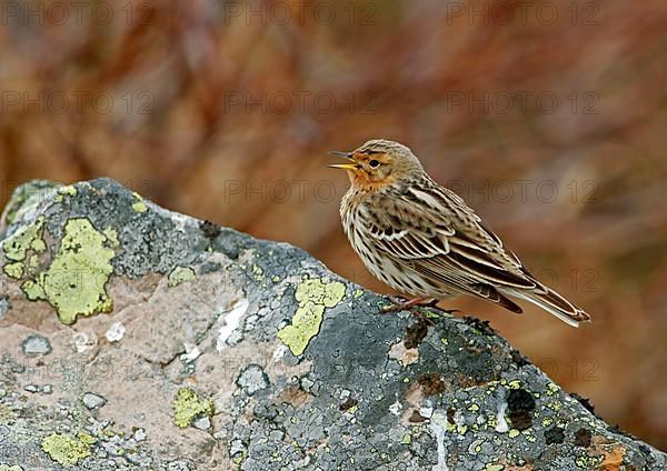 Red-throated pipit