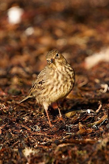 Rock Pipit