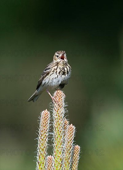 Tree pipit