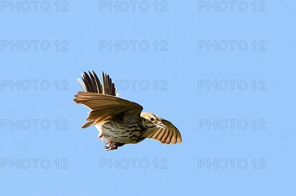 Tree pipit