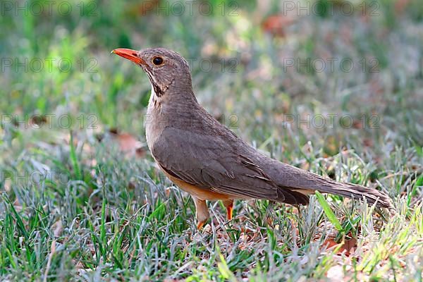 Kurrichane thrush