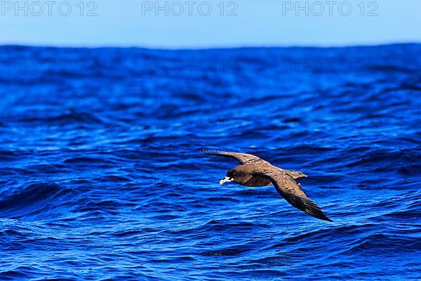 White-chinned petrel