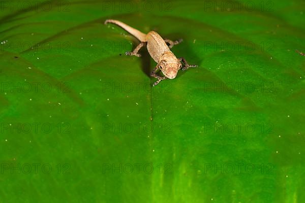 Young peyrieras' leaf chameleon