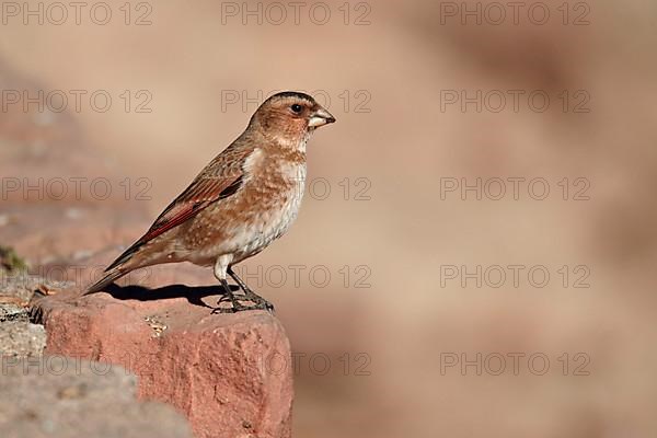 Crimson-winged Finch