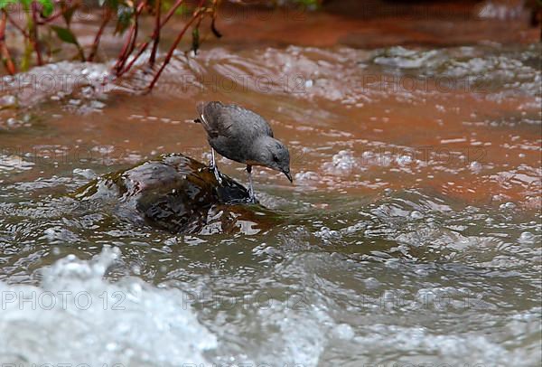 Rufous-throated dipper