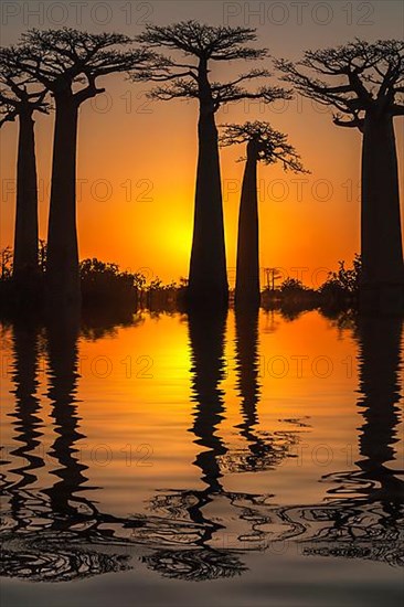 Baobab trees reflected in the water at sunset