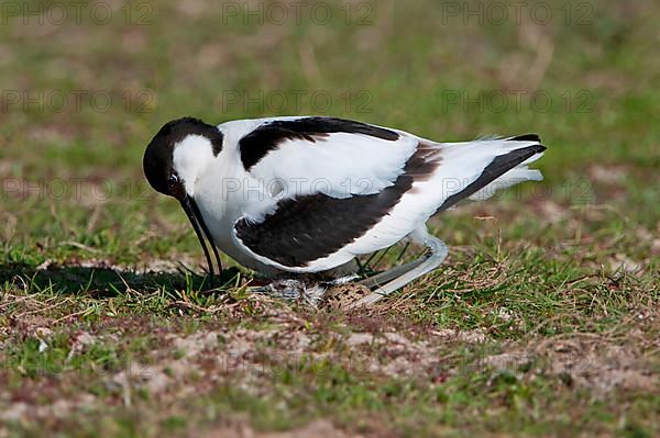 Adult avocet