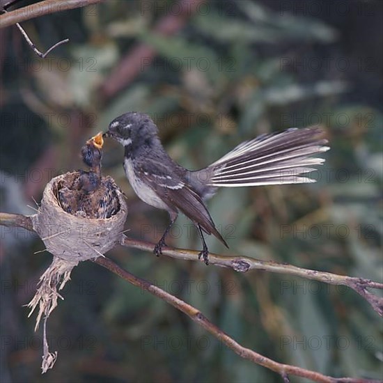 New Zealand Fantail