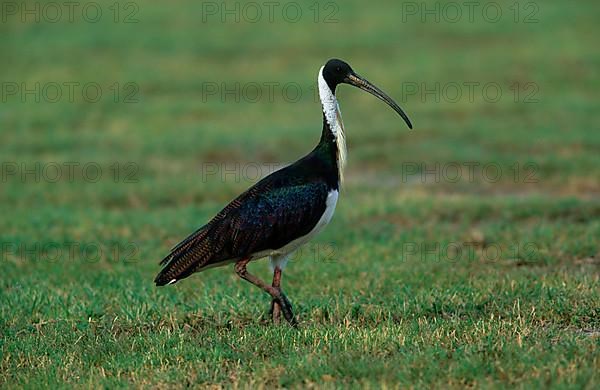 Straw-necked ibis