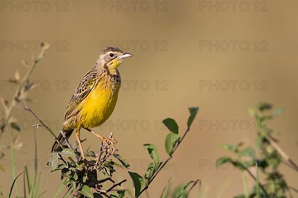 Adult yellow-throated longclaw