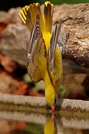 Golden Oriole